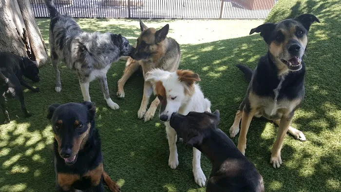 Tempe Lake Veterinary Clinic & Pet Resort Picture 3