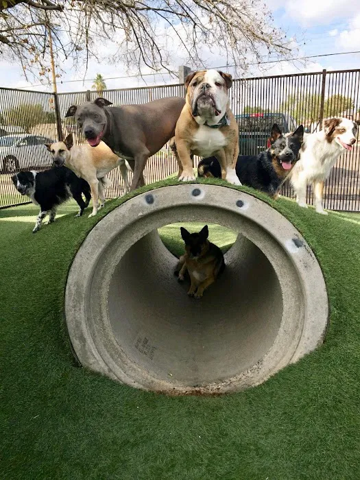 Tempe Lake Veterinary Clinic & Pet Resort Picture 5