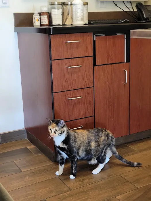 VCA Tri City Animal Hospital and Acacia Cat Hospital Picture 1