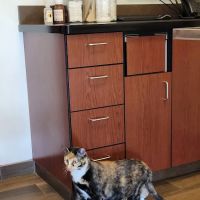 VCA Tri City Animal Hospital and Acacia Cat Hospital ico