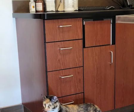 VCA Tri City Animal Hospital and Acacia Cat Hospital