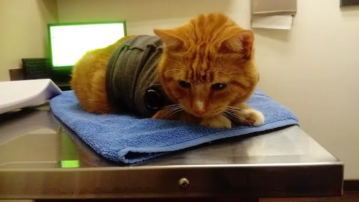 VCA Tri City Animal Hospital and Acacia Cat Hospital Picture 5