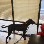 Topaz Veterinary Clinic