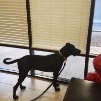 Topaz Veterinary Clinic ico