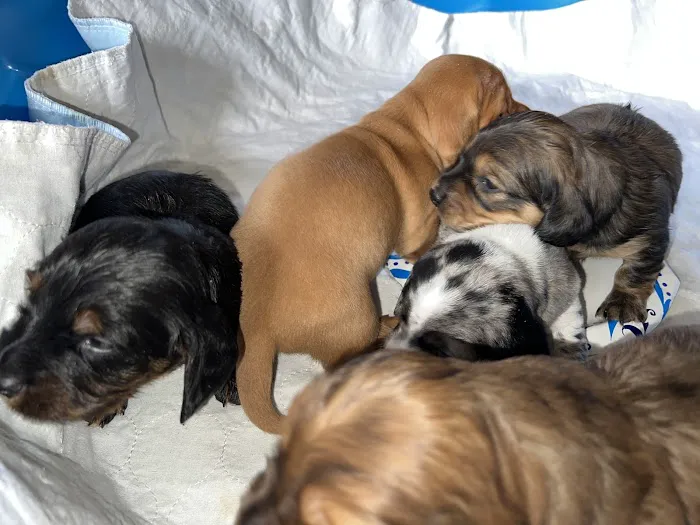 Topaz Veterinary Clinic Picture 5