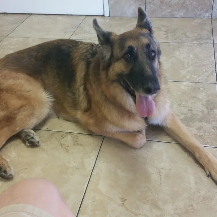 Topaz Veterinary Clinic Picture 4