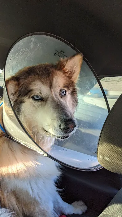 VCA University Animal Hospital Picture 5