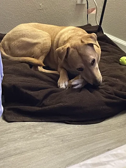 VCA University Animal Hospital Picture 7