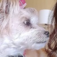 Tempe Veterinary Hospital ico