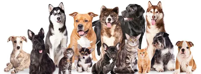 Tempe Veterinary Hospital Picture 3