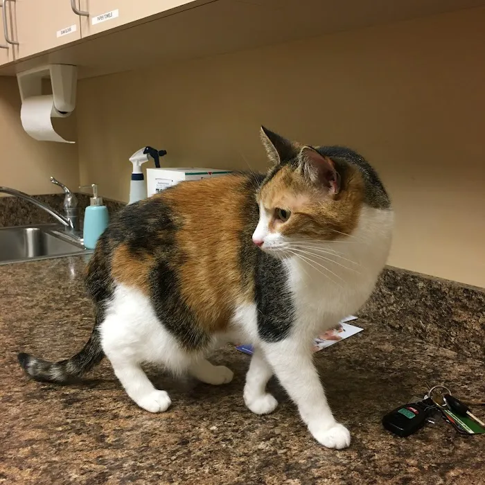 Tempe Veterinary Hospital Picture 5