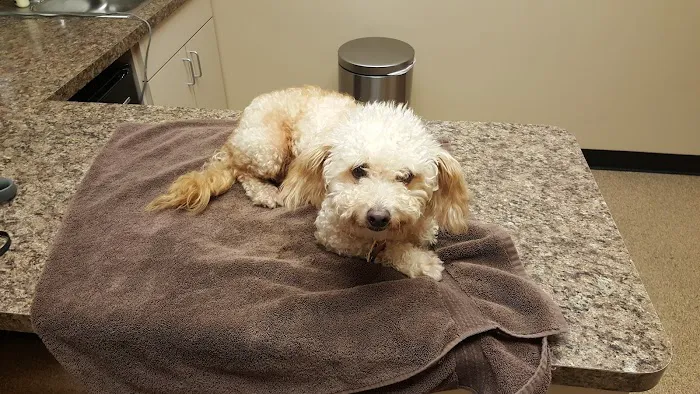 Tempe Veterinary Hospital Picture 6