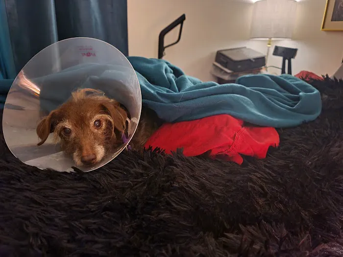 Tempe Veterinary Hospital Picture 10