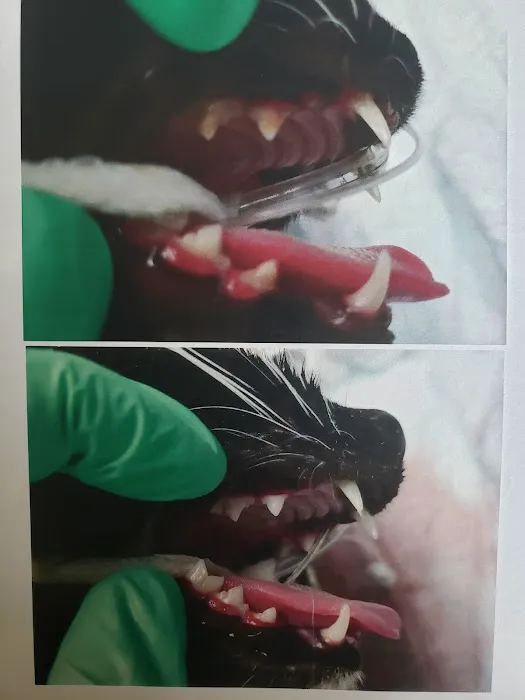 Scottsdale Veterinary Clinic Dental & Surgery Center Picture 8