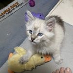 Low Cost Veterinary Surgery Clinic of Scottsdale