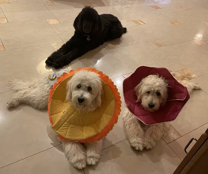 Low Cost Veterinary Surgery Clinic of Scottsdale Picture 4