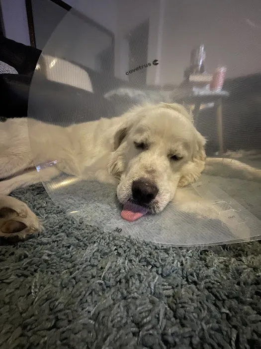 Low Cost Veterinary Surgery Clinic of Scottsdale Picture 8