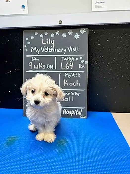 Kaibab Animal Hospital Picture 4