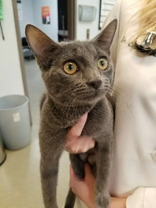 Caring Hearts Animal Clinic Picture 1