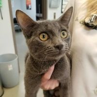 Caring Hearts Animal Clinic ico