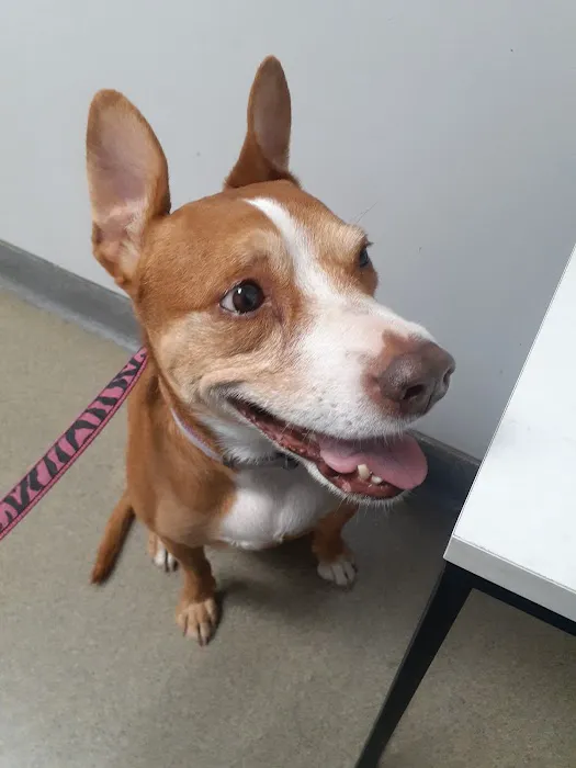 Caring Hearts Animal Clinic Picture 8