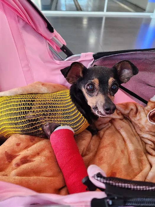 Caring Hearts Animal Clinic Picture 10