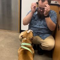 PetSmart Veterinary Services - Gilbert ico
