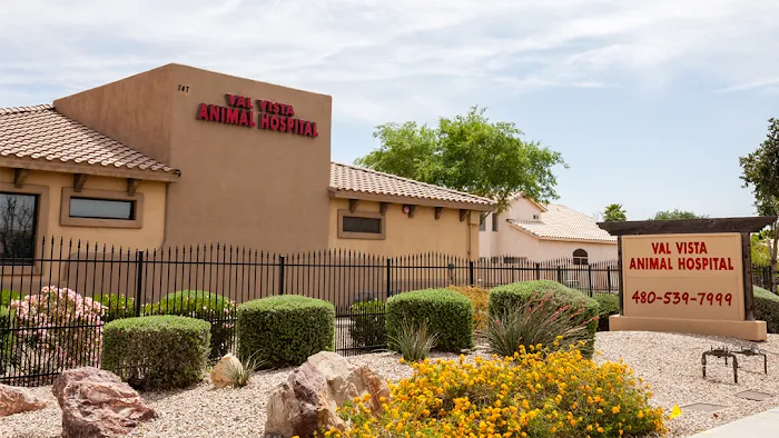 Val Vista Animal Hospital Picture 2