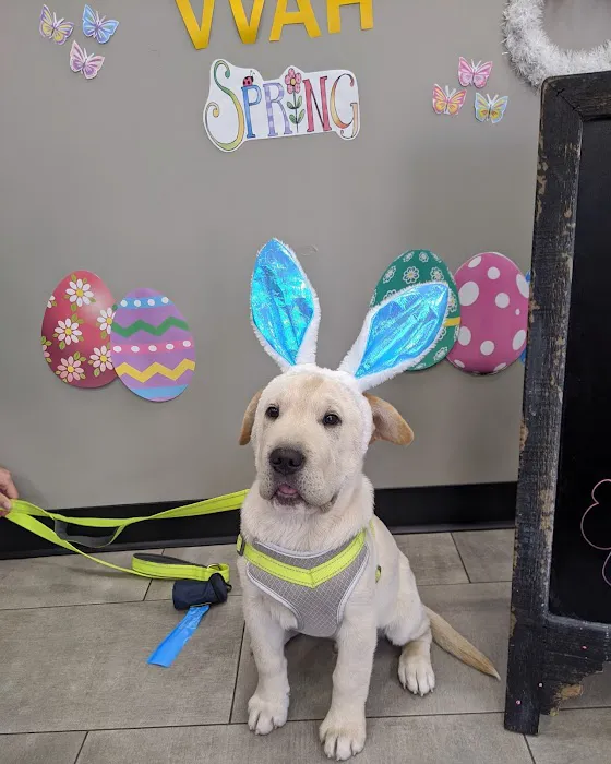 Val Vista Animal Hospital Picture 5