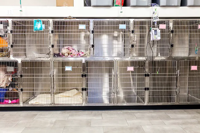 Val Vista Animal Hospital Picture 10