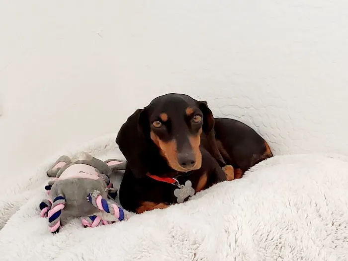 Dr Carr's Pet Repair Picture 1