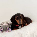 Dr Carr's Pet Repair