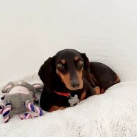 Dr Carr's Pet Repair ico