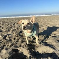 Adobe Animal Hospital ico