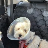 Banfield Pet Hospital ico
