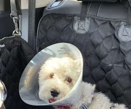 Banfield Pet Hospital