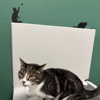 Brown Road Animal Clinic ico