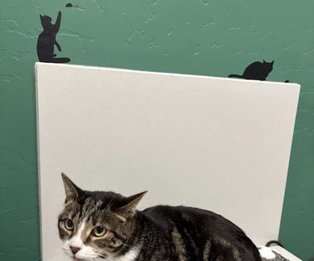Brown Road Animal Clinic