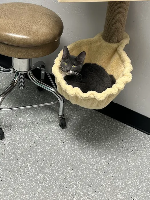 Brown Road Animal Clinic Picture 6
