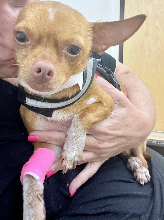 Curem Veterinary Care Picture 3