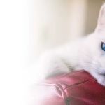 Curem Veterinary Care