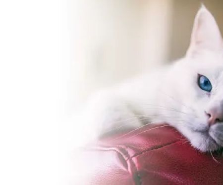 Curem Veterinary Care