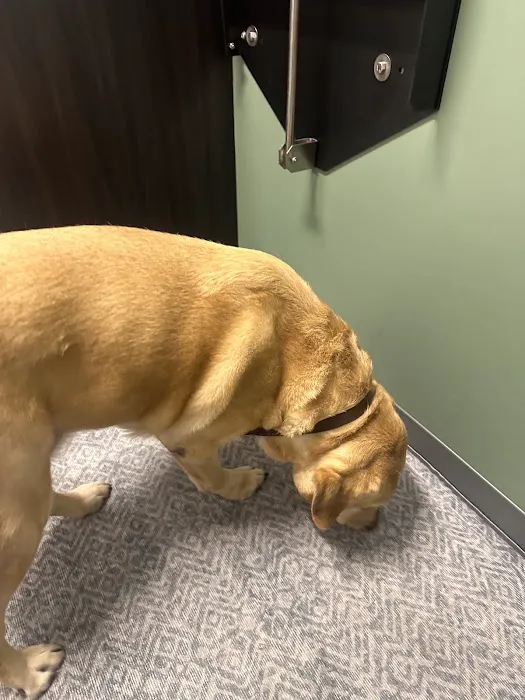 Curem Veterinary Care Picture 4