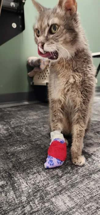 Curem Veterinary Care Picture 7