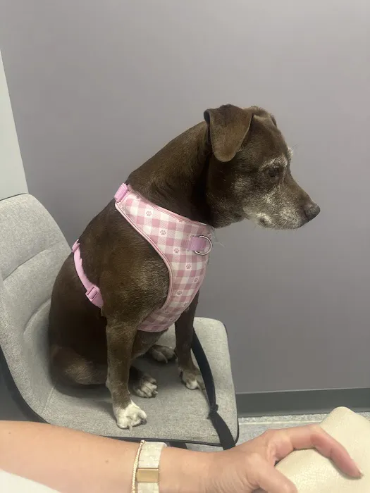 Curem Veterinary Care Picture 8