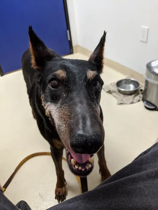 Follow Your Heart Animal Hospital Picture 2