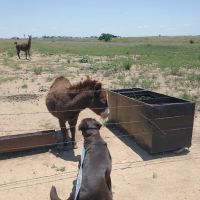 Affordable Veterinary Clinic ico