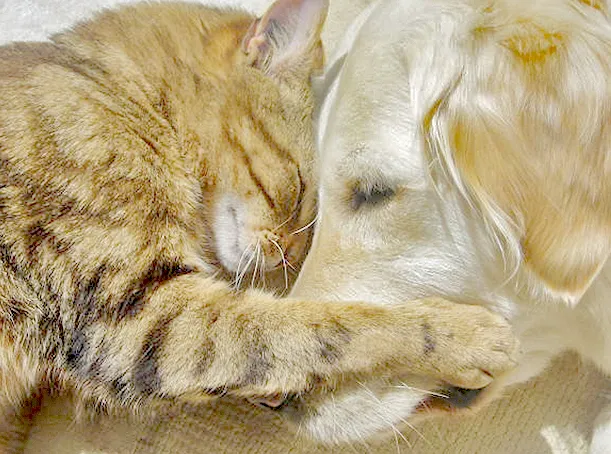 Affordable Veterinary Clinic Picture 3