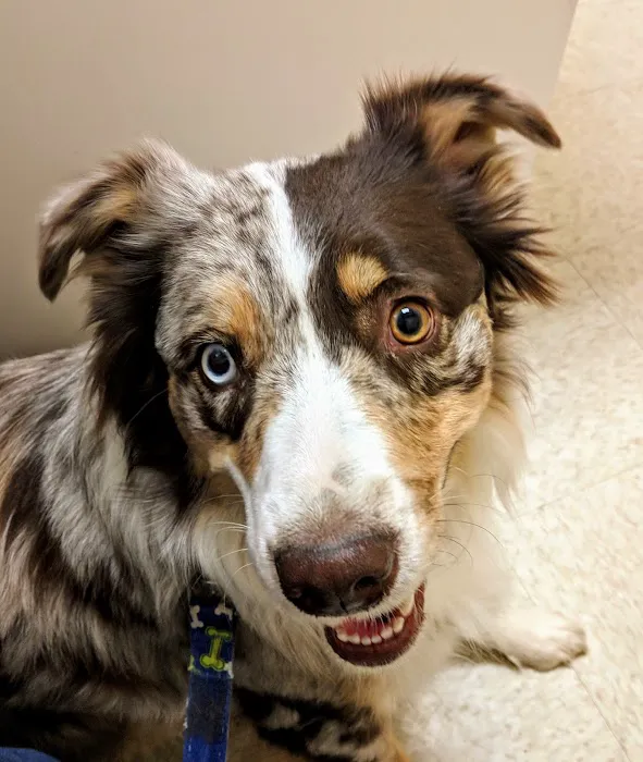 Red Mountain Animal Hospital Picture 2
