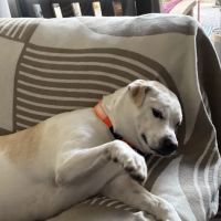 Arizona Avenue Animal Clinic ico